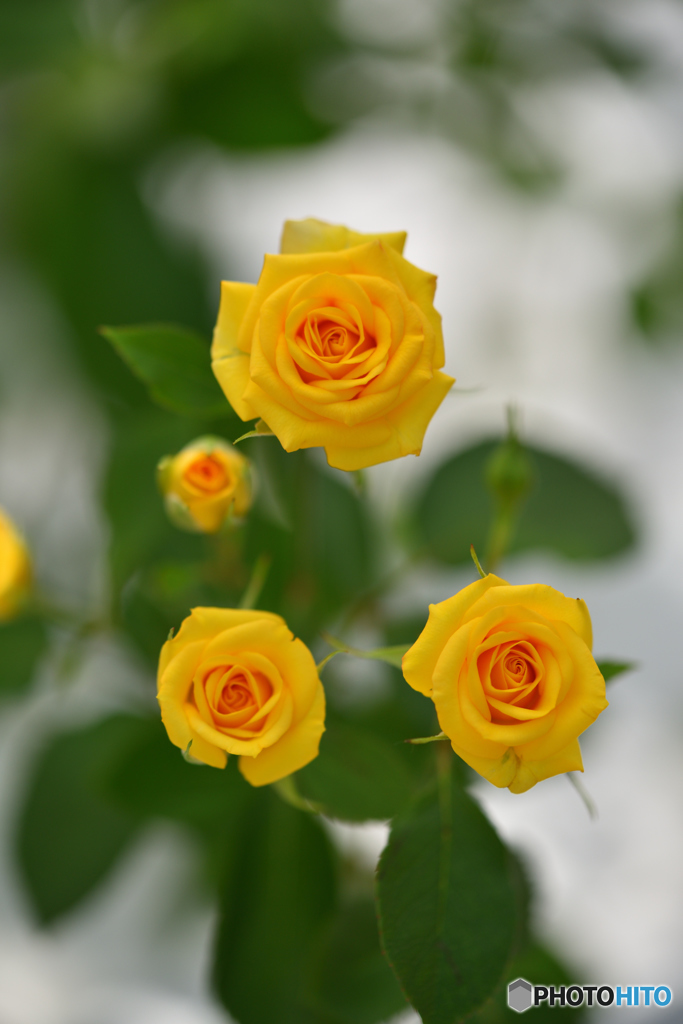 Roses of the triangle