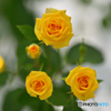 Roses of the triangle