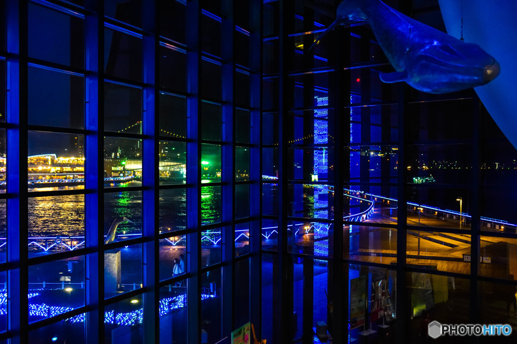 海響館の青い夜景