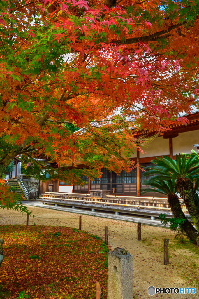 紅葉　両足寺