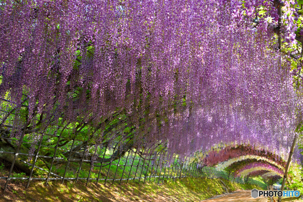 絶景！藤のトンネル