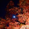 晋作と見る月と紅葉の東行庵①
