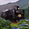 C571と紫陽花
