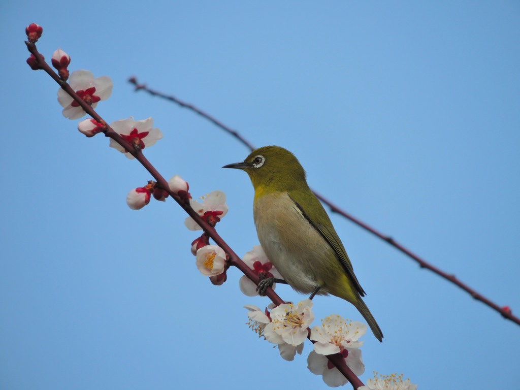 ウメジロー①