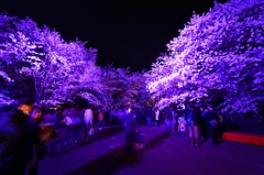 福岡城の夜桜③