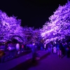 福岡城の夜桜③