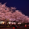 福岡城の夜桜②