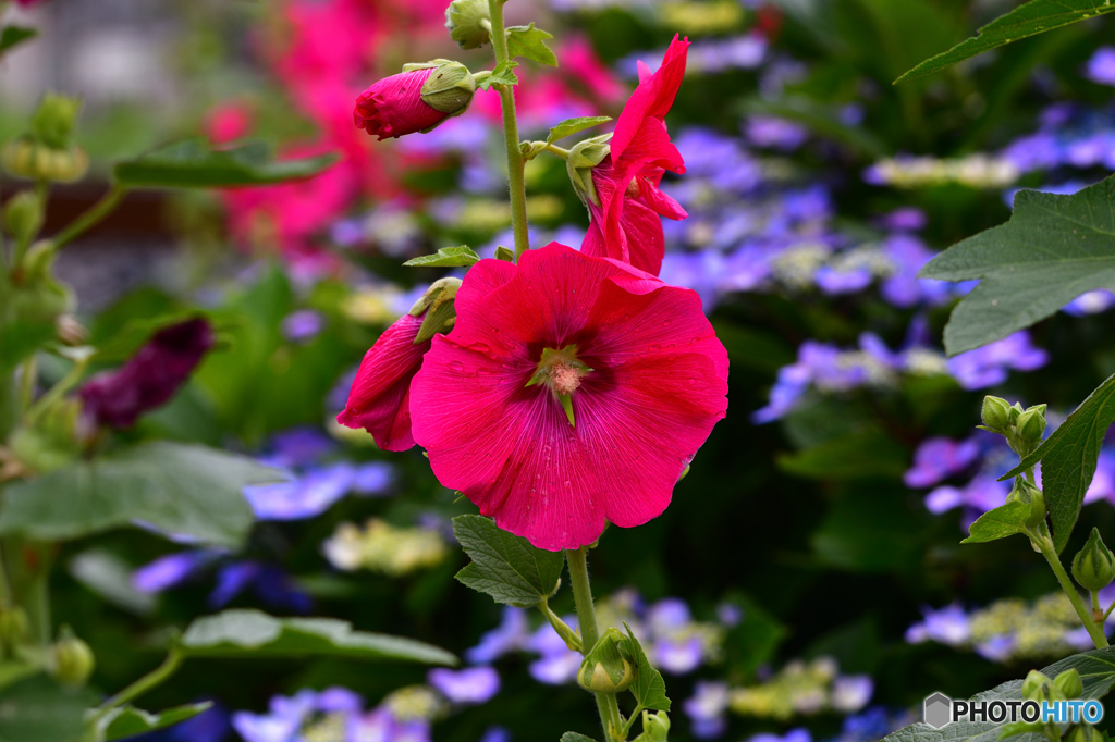 梅雨の花　立葵