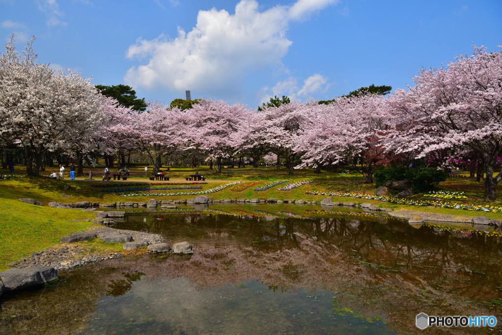 別府公園の桜