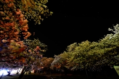 夜桜星景