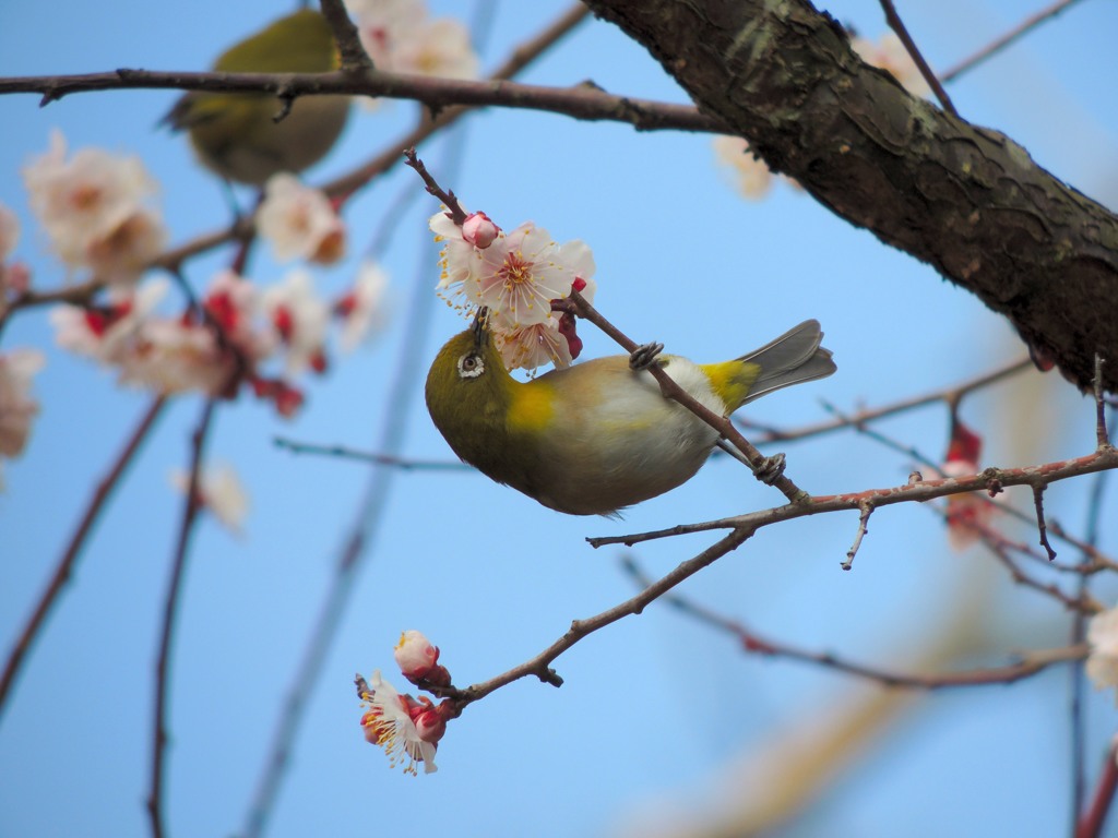 ウメジロー②