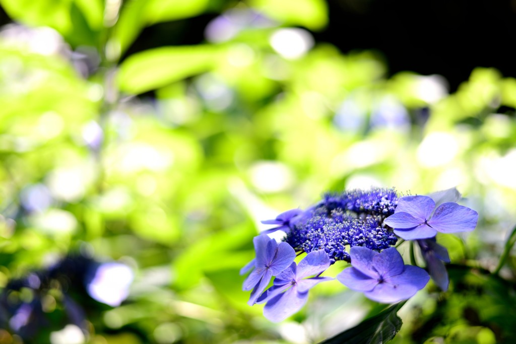 天国の紫陽花