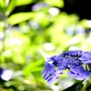 天国の紫陽花