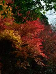 ドラゴン紅葉