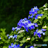 青い紫陽花