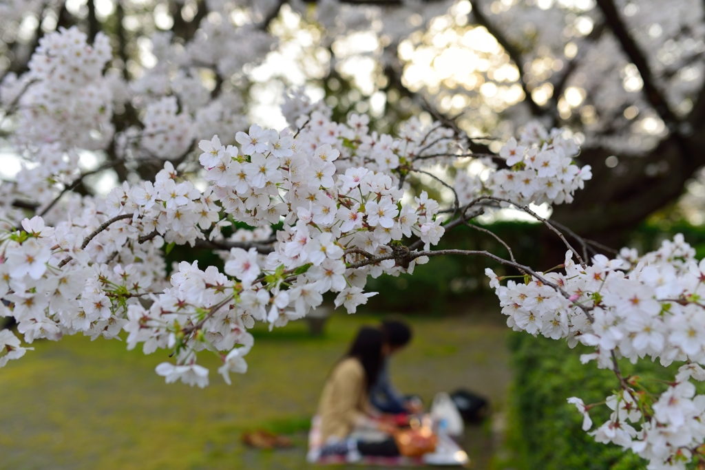 お花見
