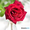 Red roses
