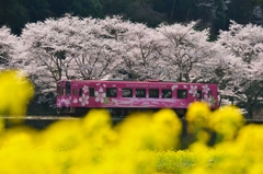春の桜列車ひだまり号①