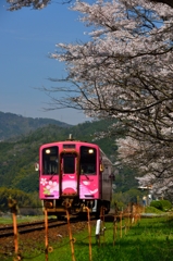 春の桜列車ひだまり号②