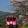 春の桜列車ひだまり号②