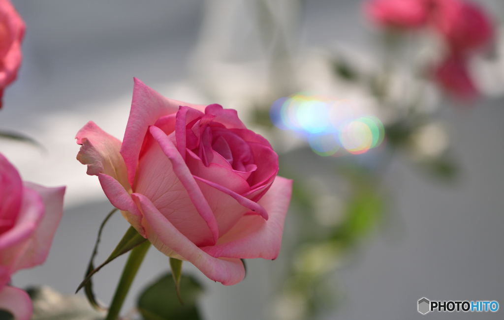 Pink roses