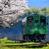 桜とカワちゃん列車こもれび号