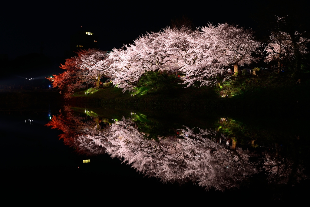 ドラゴン桜（レッドドラゴン）