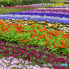やまぐちフラワーランド⑤