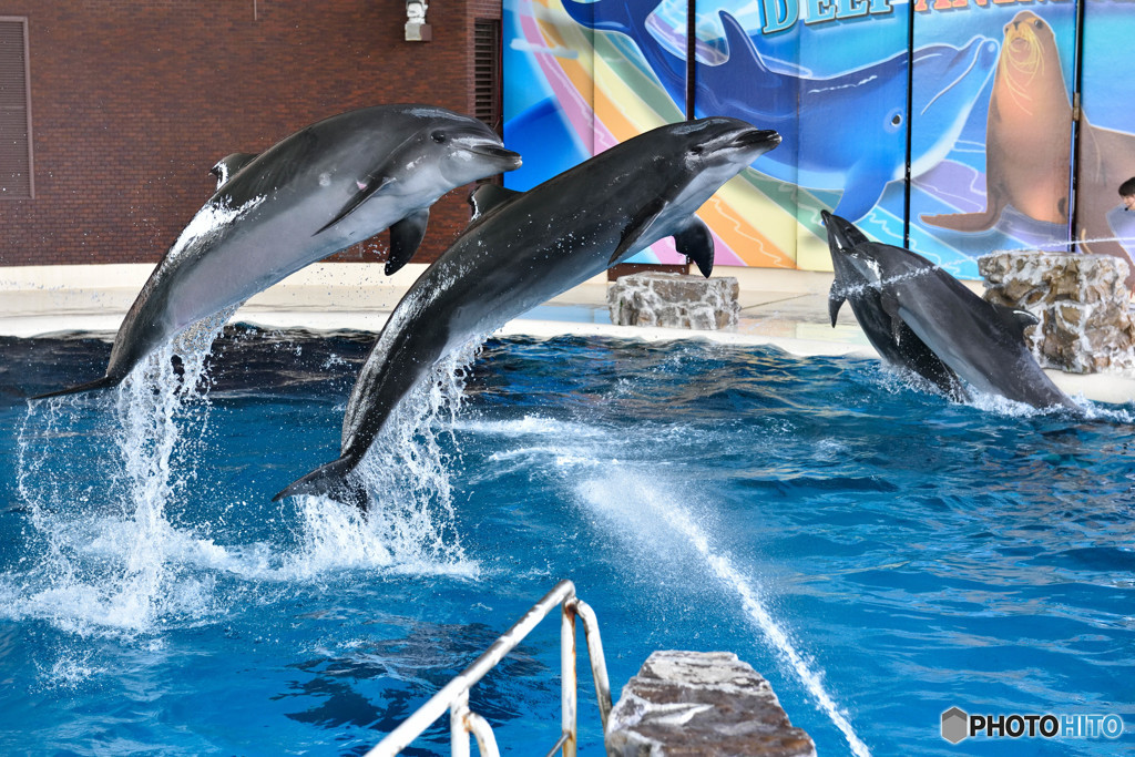 Dolphin　Jump