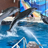 Dolphin　Jump