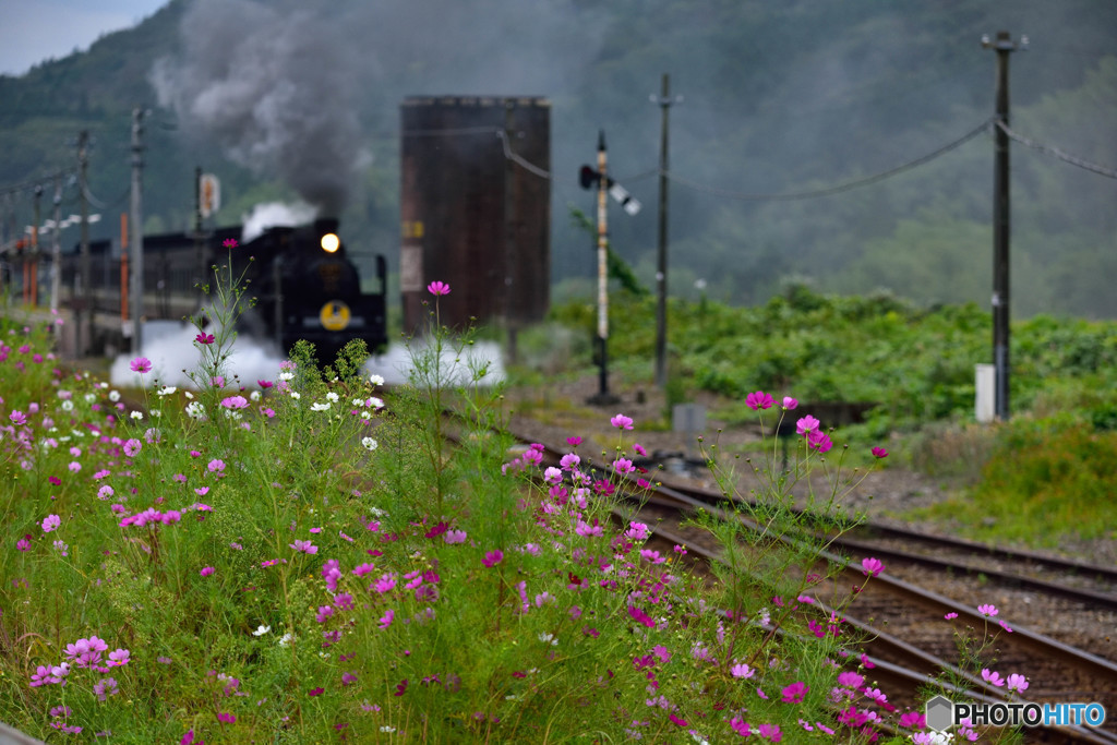 篠目駅のコスモス