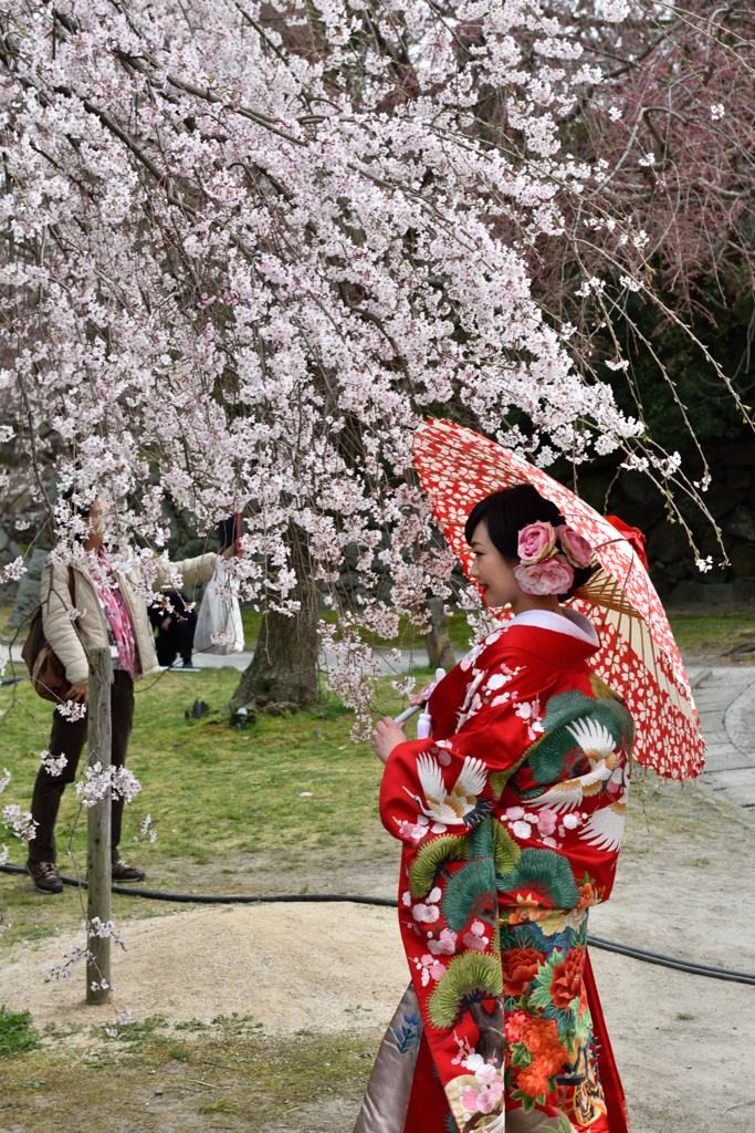 枝垂れ桜の前で②