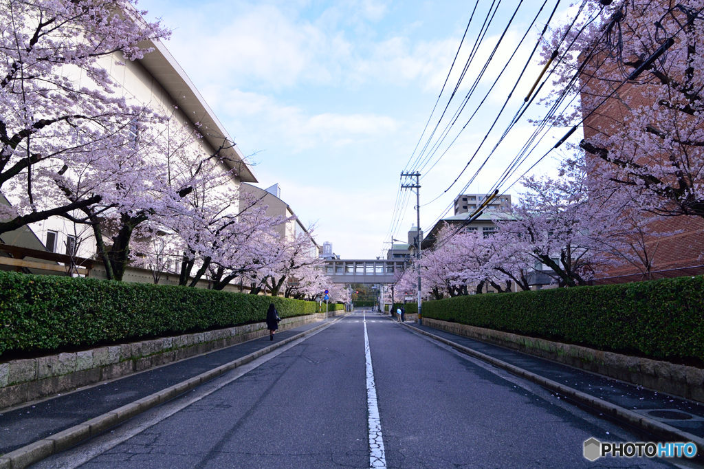 春色の通学路