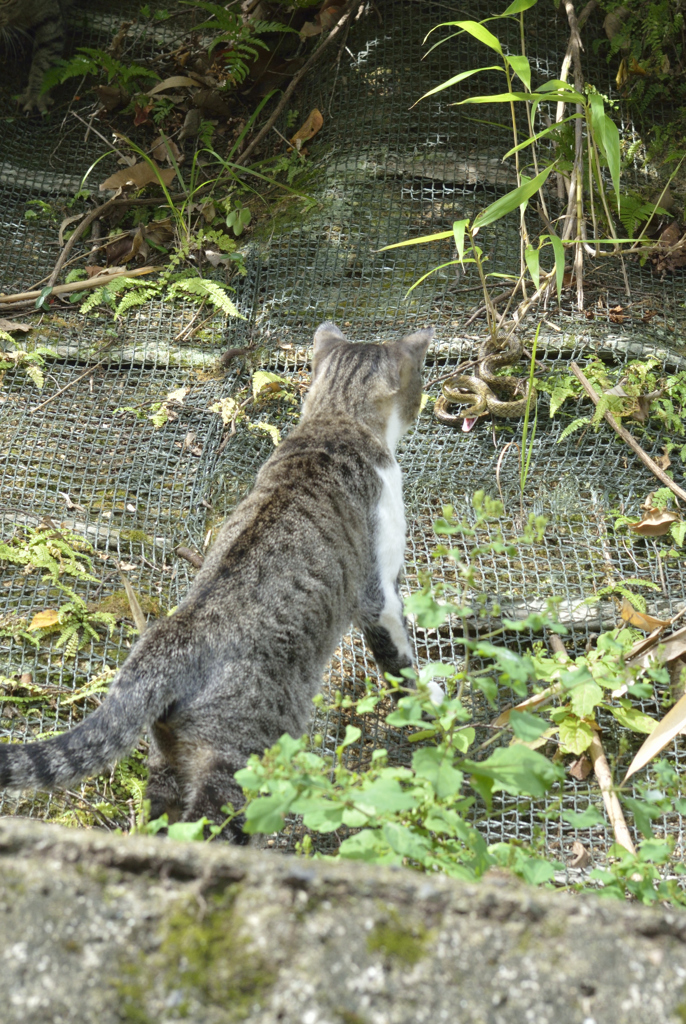 狩り‐膠着