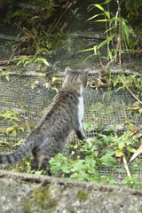 狩り‐膠着