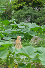 かぼちゃ畑の真ん中で