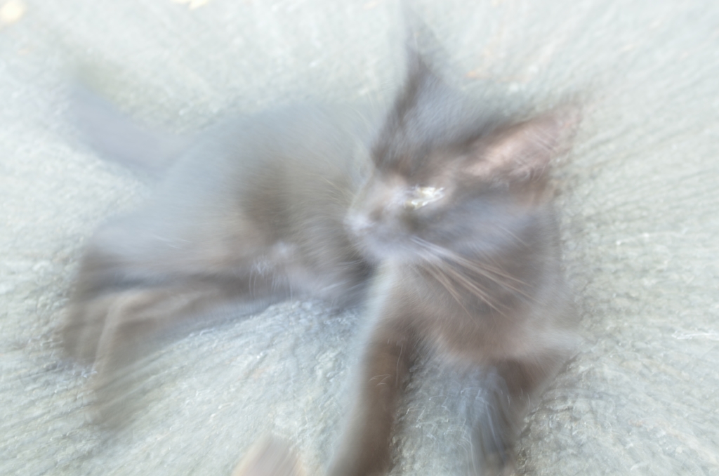漫画風黒猫