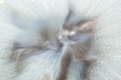 漫画風黒猫