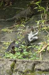 狩り‐仕留める