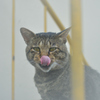 猫トレート
