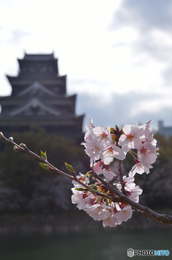 春を添えて