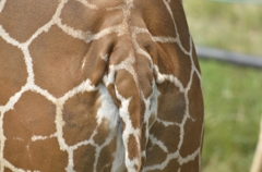 虚ゾウ
