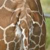 虚ゾウ