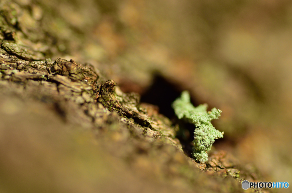 苔に擬態 By 利球 Id 写真共有サイト Photohito