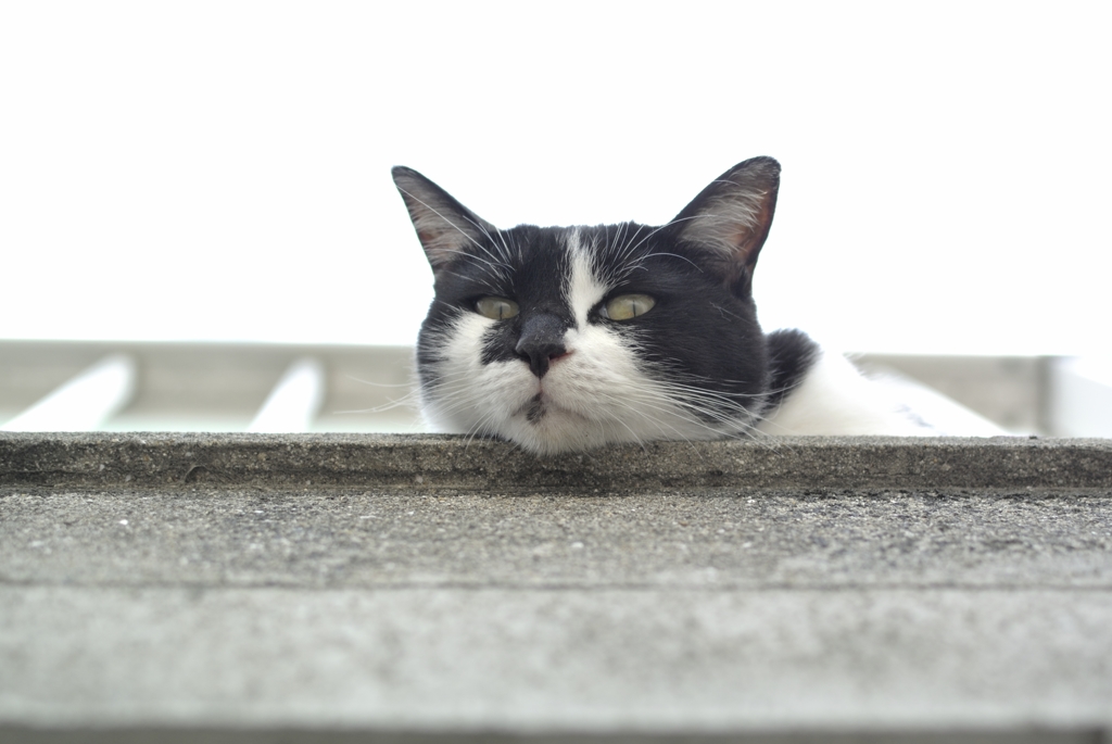あいつ、まだおる