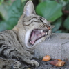 猫、襲われる！？