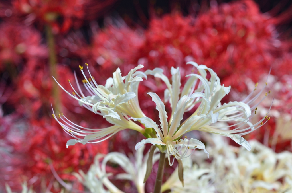 紅白曼珠沙華