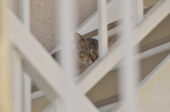 夏のかいだん