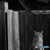懐古的猫