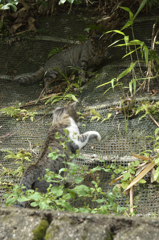 狩り‐闘いの中